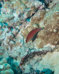 Pseudocheilinus evanidus