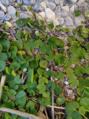 Dichondra micrantha