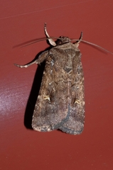 Proteuxoa tetronycha