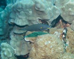 Stethojulis balteata