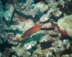 Pseudocheilinus octotaenia