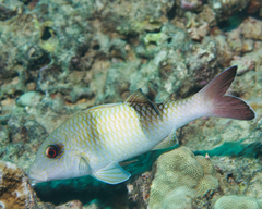 Parupeneus insularis