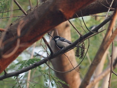 Parus minor commixtus