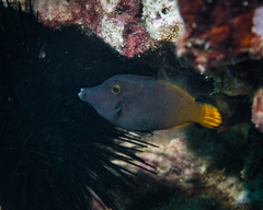 Pervagor aspricaudus