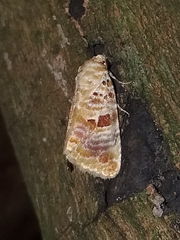 Diastema tigris