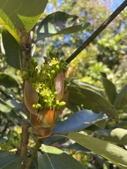 Machilus