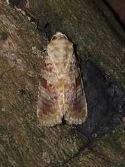 Diastema tigris