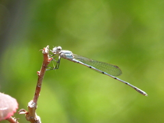 Austrolestes leda