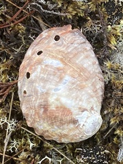 Haliotis kamtschatkana