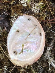 Haliotis kamtschatkana