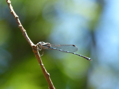 Austrolestes leda