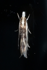 Erechthias stilbella