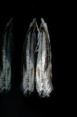 Erechthias stilbella