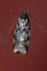 Barea confusella
