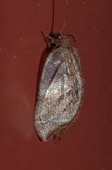 Drepanacra binocula
