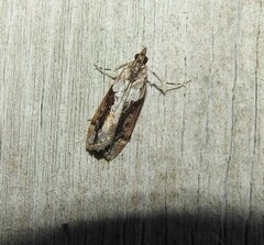 Eudonia submarginalis