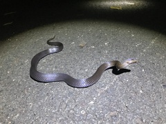 Cacophis squamulosus