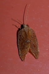 Drepanacra binocula