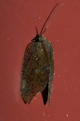 Drepanacra binocula