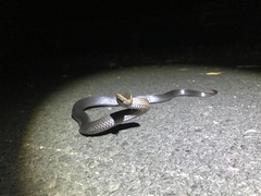 Cacophis squamulosus