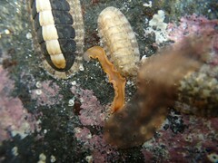Cestoplana rubrocincta