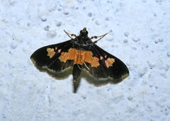 Salbia zena