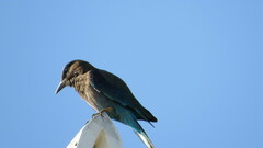 Coracias affinis
