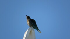Coracias affinis