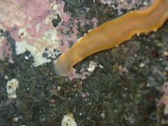 Cestoplana rubrocincta