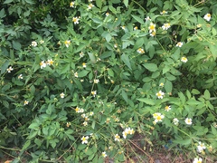 Bidens alba