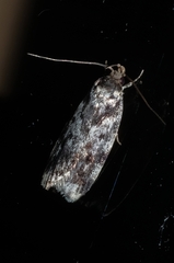 Barea confusella