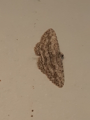 Psilosticha absorpta