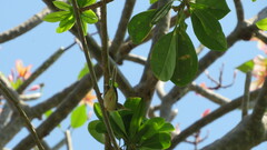 Orthotomus sutorius