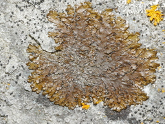 Xanthoparmelia pulla
