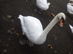 Cygnus olor