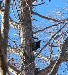 Sphyrapicus nuchalis
