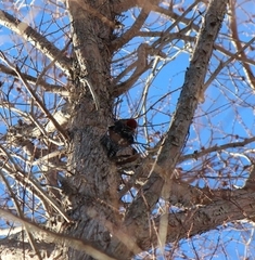 Sphyrapicus nuchalis