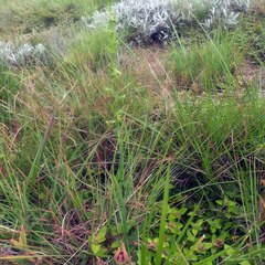 Habenaria filicornis