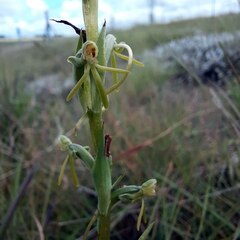Habenaria filicornis