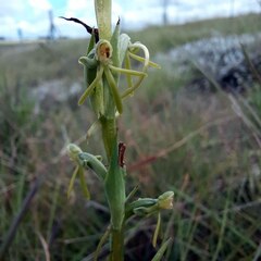 Habenaria filicornis