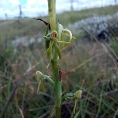 Habenaria filicornis