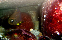 Pempheris multiradiata