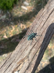 Chrysolopus