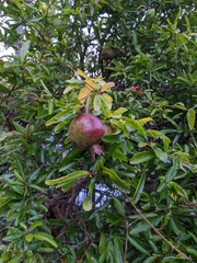 Punica