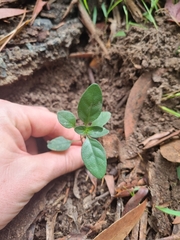 Pseuderanthemum variabile