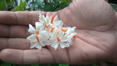 Nyctanthes arbor-tristis