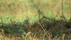 Merops orientalis
