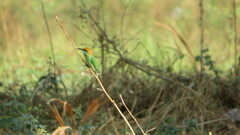 Merops orientalis
