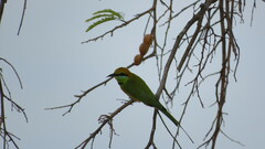 Merops orientalis