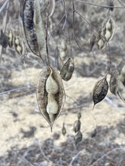 Sesbania vesicaria
